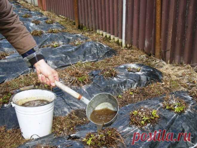 КАК УДОБРИТЬ ЗЕМЛЮ ОРГАНИКОЙ. | Сад-огород | Постила
