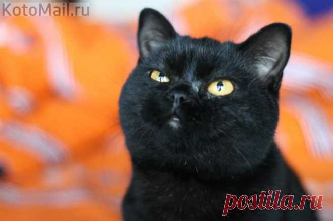 Кошачьи мечты | KotoMail.ru