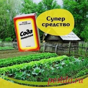 Супер средство .👍✅ В мае покупаю сразу 5-6... | Интересный контент в группе Огород, сад, приусадебное хозяйство!