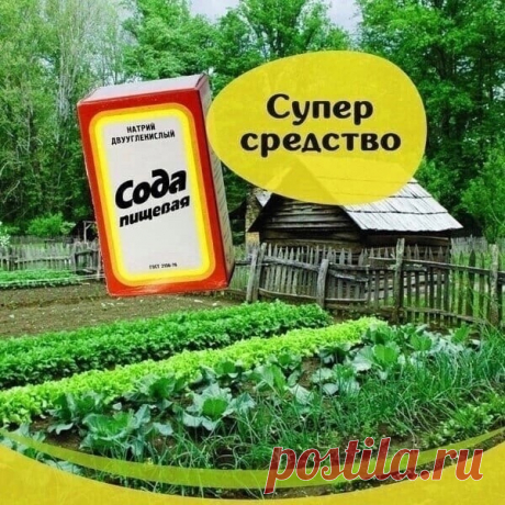 Супер средство .👍✅ В мае покупаю сразу 5-6... | Интересный контент в группе Огород, сад, приусадебное хозяйство!
