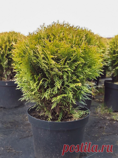 The Green Trade Global LP &amp;#8212; International Wholesaler for Thujas with Impeccable Reputation