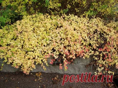 Купить саженцы стефанандра надрезаннолистная криспа и декоративные кустарники