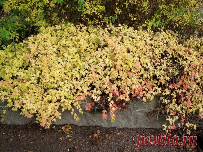 Купить саженцы стефанандра надрезаннолистная криспа и декоративные кустарники