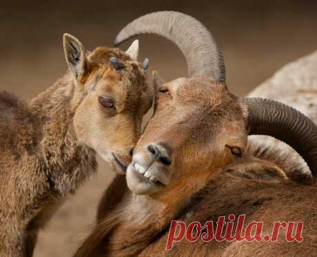 Животные тоже любят: милейшая фотоподборка для поднятия настроения | PhotoWebExpo | Яндекс Дзен