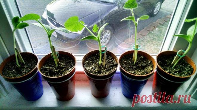 Азы выращивания рассады в домашних условиях