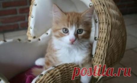 Как приучить котенка ходить в лоток | Всё о детях и семье