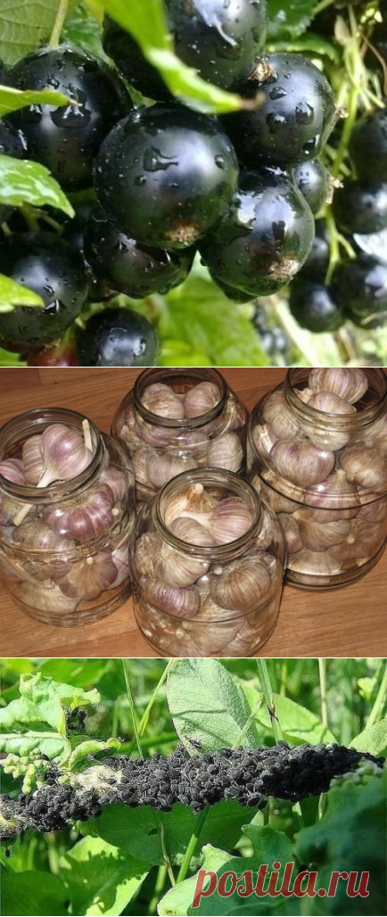 (24) Одноклассники