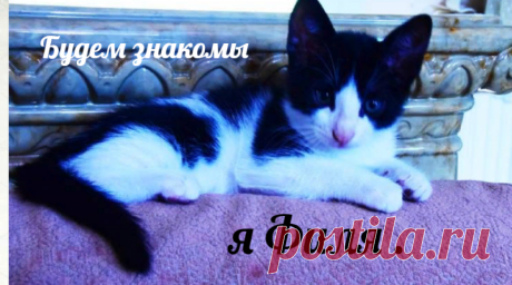 Самый чудесный котенок на свете.