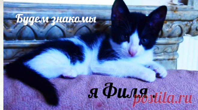 Самый чудесный котенок на свете.
