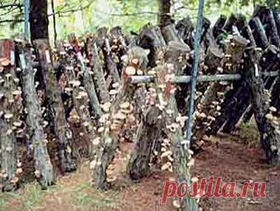 Сегодня мы поговорим о том. как самостоятельно выращивать или культивировать грибы опята в домашних условиях. Также рассмотрим описание мет...