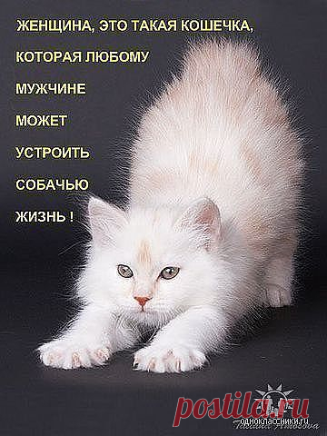 ♥≈Ω≈♥ ஐЛюбовь и нежностьஐ♥≈Ω≈♥ (Kошки)