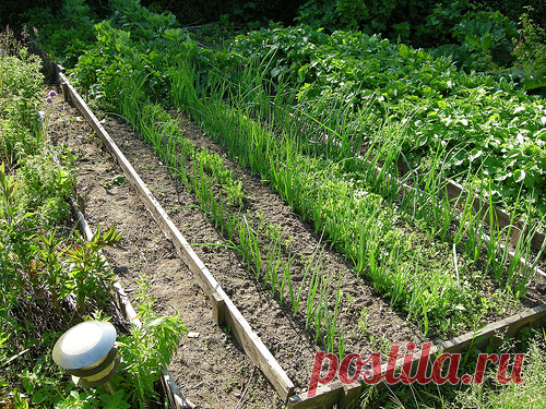 Советы огородников и садоводов — Огород без хлопот