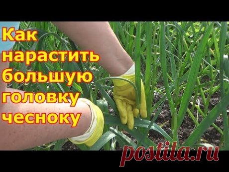 Чтобы чеснок вырос крупным.  Удаление стрелок и уход за чесноком.