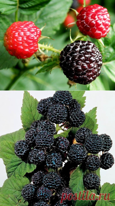 Черная малина: посадка, уход, лучшие сорта