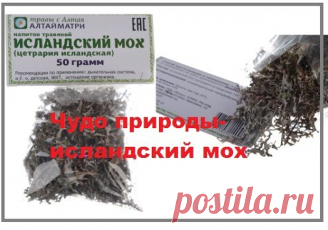 Экологическое лекарство: исландский мох: 6 доступных рецептов для лечения  кашля и других заболеваний
Исландский мох – это растение, которое часто можно встретить в дикой природе.
Его можно найти на деревьях, на скалах или возле домов.
Для лекарственных целей используют верхушки мха, которые собирают осенью перед заморозками.
Из исландского мха можно приготовить множество полезных средств.
Главное – это применять их согласно рецепту.
Исландия – это не только родина исландского мха, но и место,…