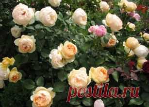 АНГЛИЙСКИЕ РОЗЫ (DAVID AUSTIN ROSES) | Самоцветик