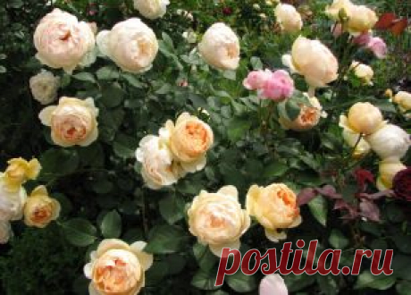 АНГЛИЙСКИЕ РОЗЫ (DAVID AUSTIN ROSES) | Самоцветик
