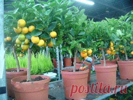 «СЕКРЕТЫ» оконного плодоводства.