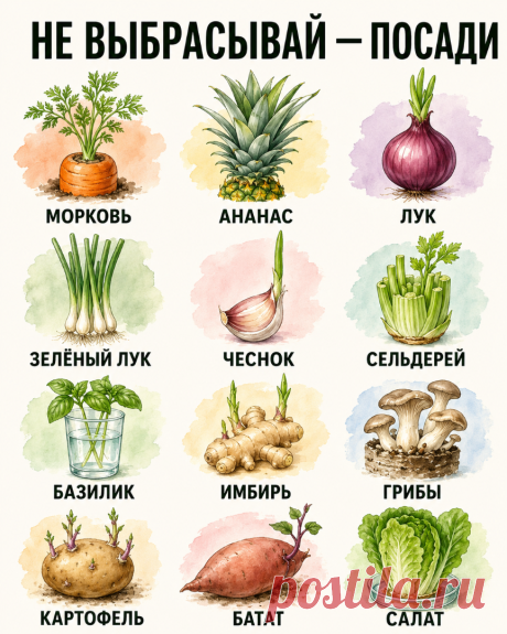 Не спешите выбрасывать: 10 растений, которые можно вырастить из кухонных остатков прямо на подоконнике Раньше я даже не задумывалась, сколько полезного просто отправлялось в моё мусорное ведро. Срезала верхушку моркови — туда. Остался корешок сельдерея — тоже туда. А потом однажды случайно...
