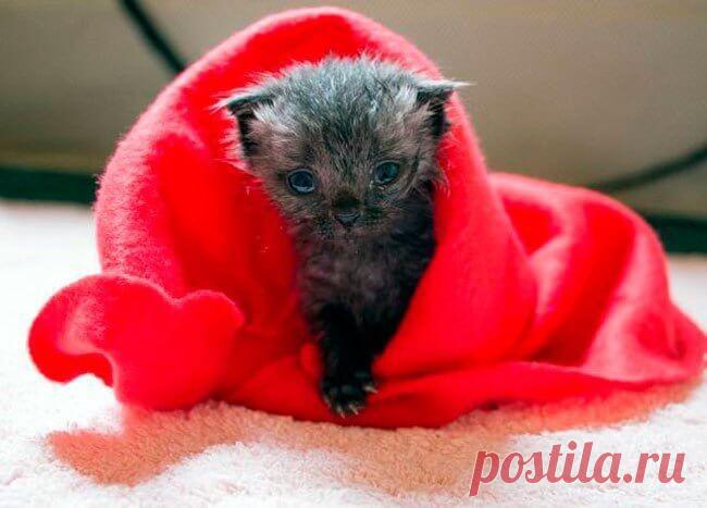 Кроха сидела под проливным дождем и тихо плакала. Невероятно, что малыша заметила девушка | В темпі життя Это случилось в городе Окленде (Новая Зеландия). Сильный ливень грозил перейти в обширную грозу. Девушка по имени Кэтрин ускорила шаг. Чуть ли не бежала по тротуару.