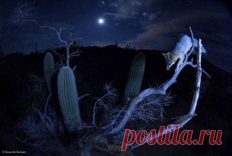Фотоконкурс Wildlife Photograher of the Year 2014 | ТАЙНЫ ВСЕЛЕННОЙ