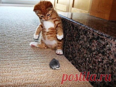 Батюшки… Кто это? Серый, лохматый… Неужели волк???