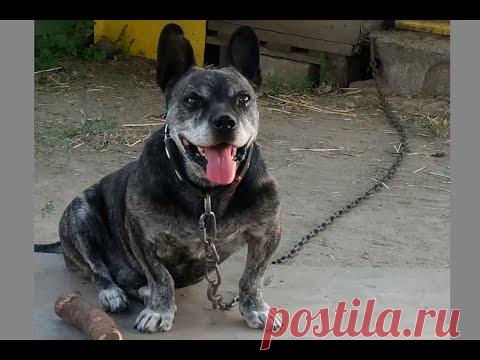 Пес Джеррик. 12 лет. Мощь и сила. Порода - загадка