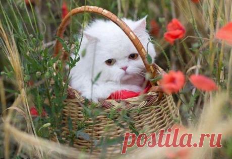 The most beautiful persian cat in the world | Funny cats