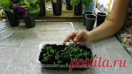 СУПЕР метод! Посев семян в кипяток — Копилочка полезных советов