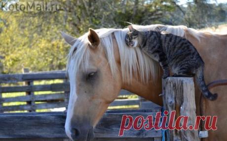 Хочешь иметь друга - стань другом сам!