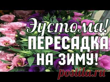 ЭУСТОМА!!! ПЕРЕСАДКА НА ЗИМУ // ДВУХЛЕТНЯЯ ЭУСТОМА!!!!!!