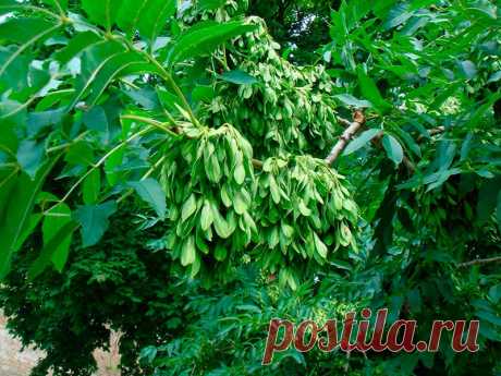 Лекарственное растение Ясень обыкновенный (Fraxinus excelsior). Дерево высотой 10-40 м; живет более 200 лет, обхват ствола достигает 3 м. Листья супротивные, до 30 см длиной, непарноперистые, чаще всего с 11, но бывает и с 9-13 удлиненно-ланцетными, заостренными листочками, опушенными с нижней стороны по средней жилке. Почки черные или черно-коричневые. Цветение начинается до распускания листьев. Цветки зеленоватые, без лепестков, собраны в невзрачные многоцветковые вертикальные метелки.