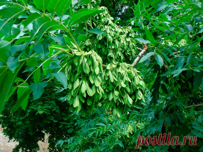 Лекарственное растение Ясень обыкновенный (Fraxinus excelsior). Дерево высотой 10-40 м; живет более 200 лет, обхват ствола достигает 3 м. Листья супротивные, до 30 см длиной, непарноперистые, чаще всего с 11, но бывает и с 9-13 удлиненно-ланцетными, заостренными листочками, опушенными с нижней стороны по средней жилке. Почки черные или черно-коричневые. Цветение начинается до распускания листьев. Цветки зеленоватые, без лепестков, собраны в невзрачные многоцветковые вертикальные метелки.
