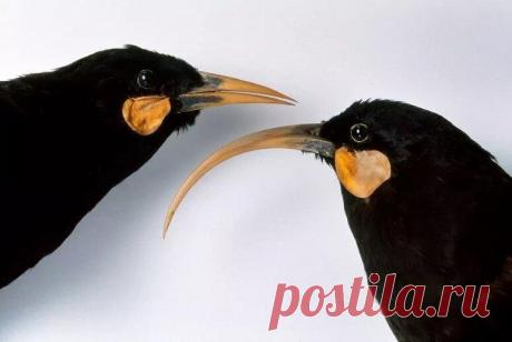 Разноклювая гуйя: Самцы и самки обладали разными клювами, и именно это создавало гармонию в их жизни | Книга животных | Пульс Mail.ru Лучшая пара — это та, в которой один дополняет другого. У человеков такое случается редко, а вот самец и самка разноклювой гуйи идеально...