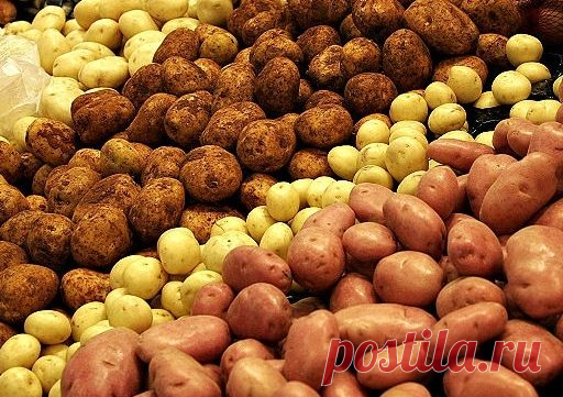 Новые сорта картофеля: испытано на себе