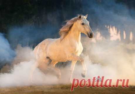 PORTFOLIO Gallery - cheriprill