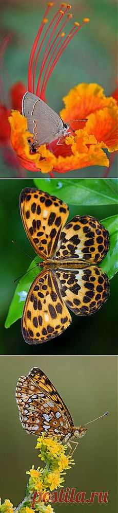 Pipevine Swallowtail (Battus philenor) | ali di farfalle