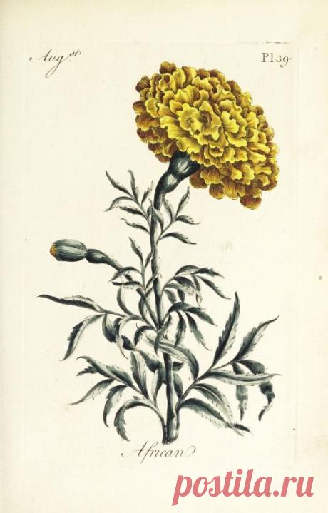 The florist : containing sixty plates of the most beautiful flowers regularly dispos'd in their succession of blowing : to which is added an accurate description of their colours, with instructions for drawing & painting them according to nature : being a new work intended for the use & amusement of gentlemen and ladies delighting in that art : Free Download, Borrow, and Streaming : Internet Archive