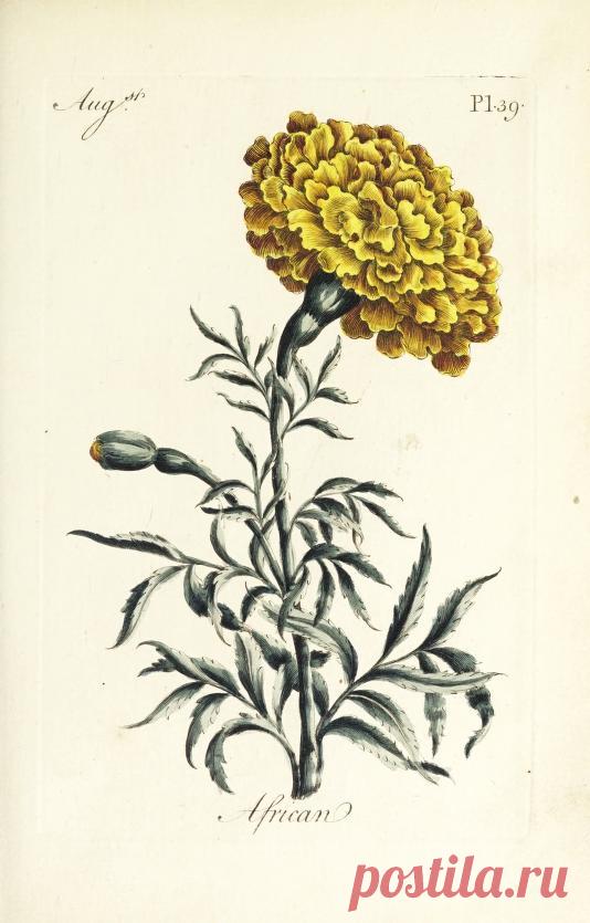 The florist : containing sixty plates of the most beautiful flowers regularly dispos'd in their succession of blowing : to which is added an accurate description of their colours, with instructions for drawing & painting them according to nature : being a new work intended for the use & amusement of gentlemen and ladies delighting in that art : Free Download, Borrow, and Streaming : Internet Archive