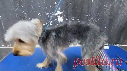 Видео ускорено в 4 раза!!! Стрижка щенка йорка | Groomerpet. Зоосалон  | Дзен