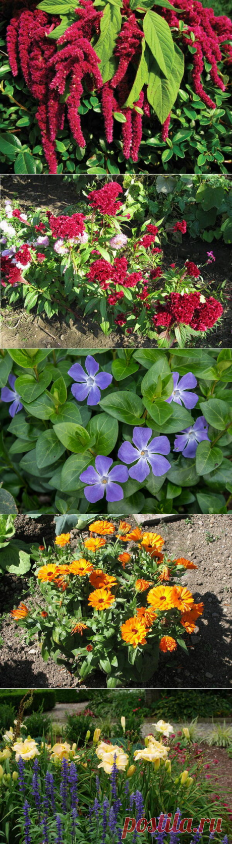Неубиваемые цветы для сада, не требующие вашего внимания — 4 часть | Что посадить? | Яндекс Дзен
