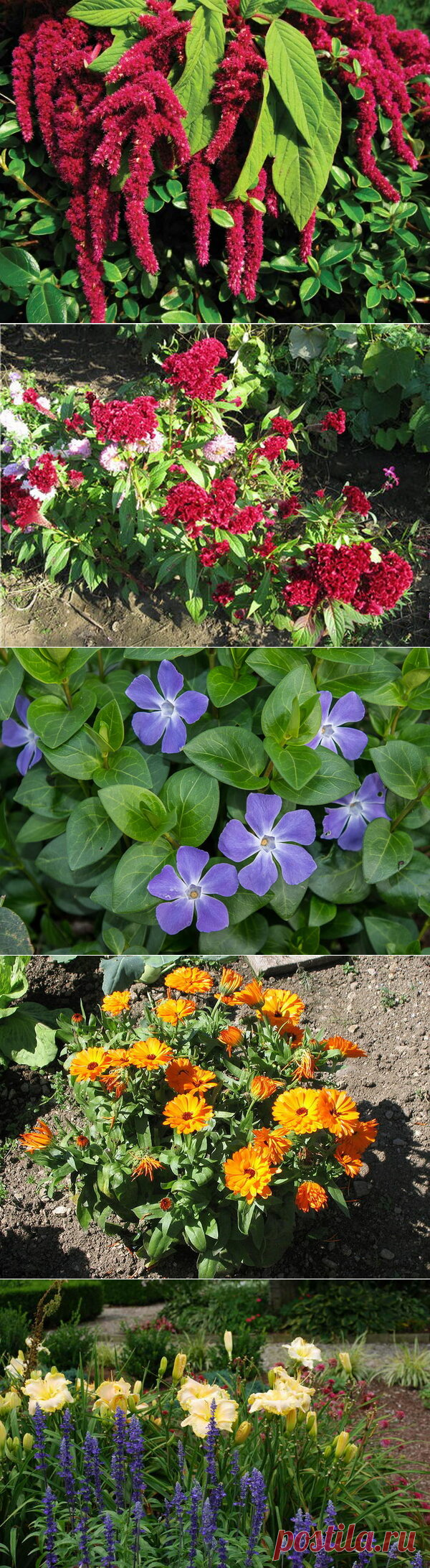 Неубиваемые цветы для сада, не требующие вашего внимания — 4 часть | Что посадить? | Яндекс Дзен