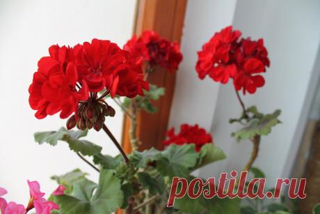 Серьезные ошибки в весенней обрезке герани. Не зная, можно испортить любимое комнатное растение вместо роста пышного куста | Дачный Коммисар | Яндекс Дзен
