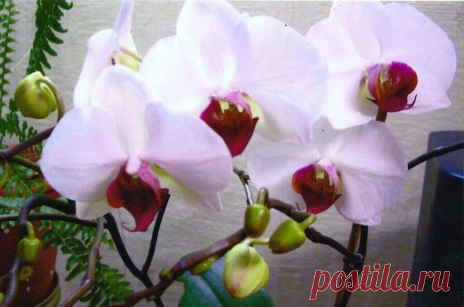 Что делать если орхидея не цветет? | Для дачников.ру