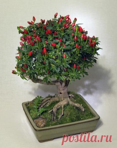 МИР РАСТЕНИЙ. Перчик чили на подоконнике 
Выращивание острого перца в домашних условиях не такое уж сложное дело. Острый перец «Маленькое чудо» был выведен в Голландии и давно уже прижился по всему миру. Это растение компактно и характерно а…