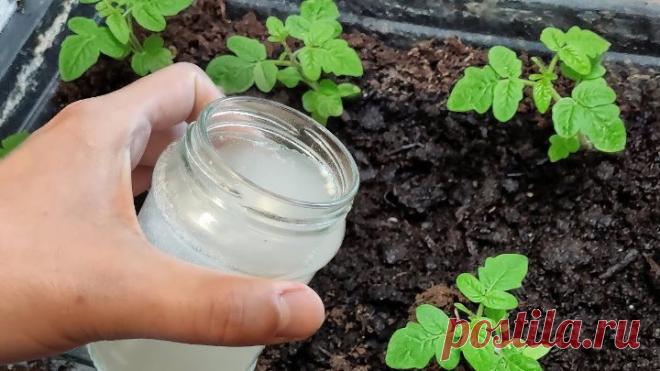 Рассаду в апреле поливаю этим и стебель толще мизинца! Помидоры огурцы перцы.