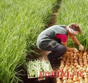 Посадка и выращивание семейного лука