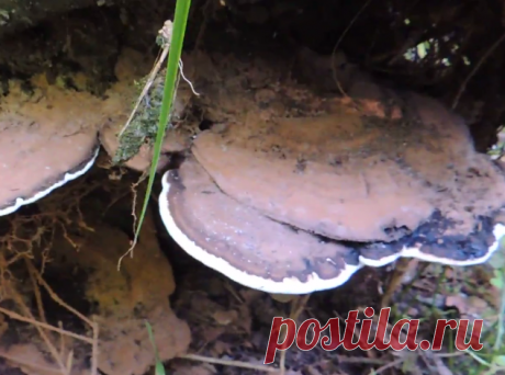Трутовик плоский или гриб художника🎨 | В лес по грибы | Яндекс Дзен