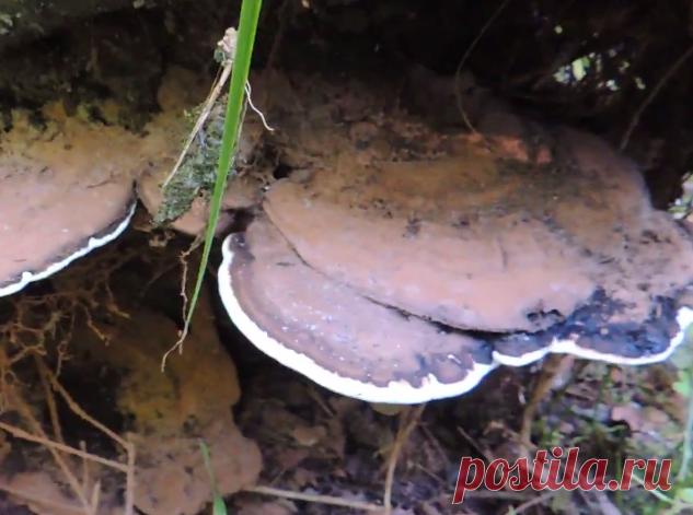 Трутовик плоский или гриб художника🎨 | В лес по грибы | Яндекс Дзен