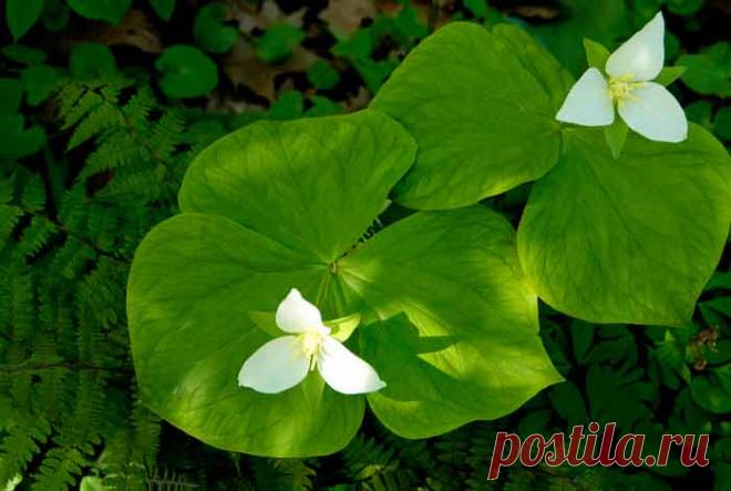 Триллиум: посадка и уход, виды и сорта, фото.